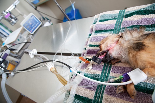Manejo anestésico en pequeños animales con enfermedades endocrinas diabetes mellitus síndrome de Cushing síndrome de Addison hipotiroidismo e hipertiroidismo