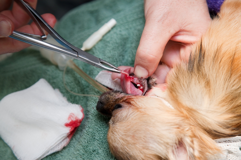 Principales lesiones bucales en pequeños animales