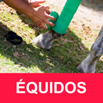 ÉQUIDOS