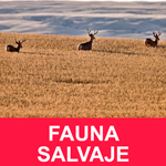 FAUNA SALVAJE